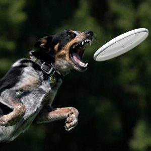 Spay Day USA Image